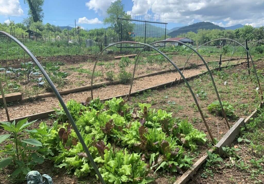 Community garden DrJW Valley Echo