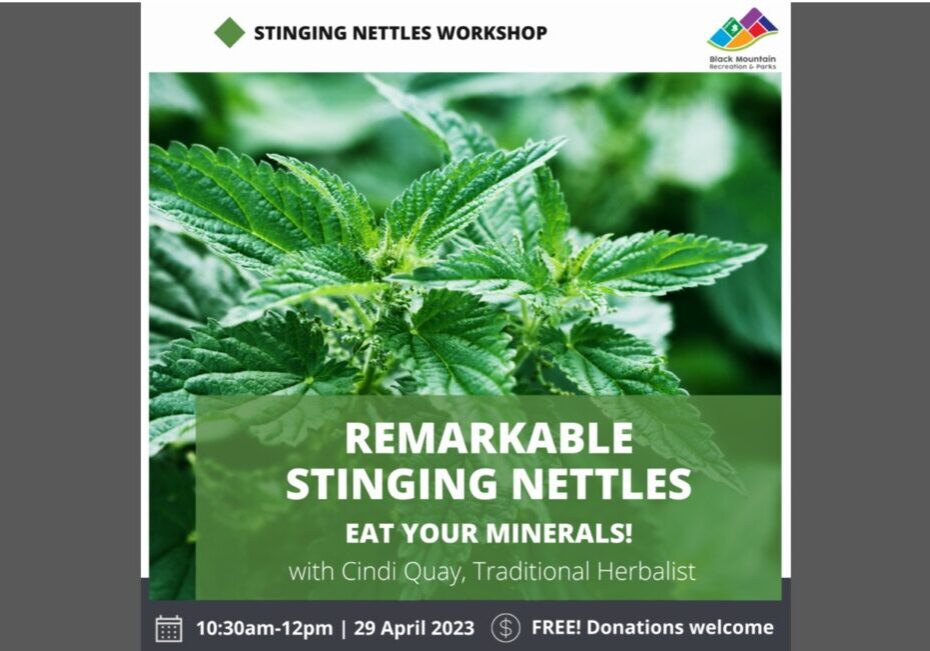 Stinging nettles2 fi