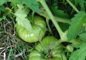 green tomatoes