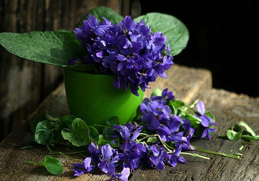 violet-still-life-spring-flowers-1